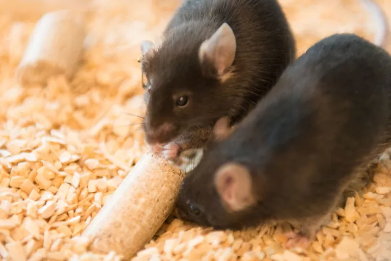 Animal Research