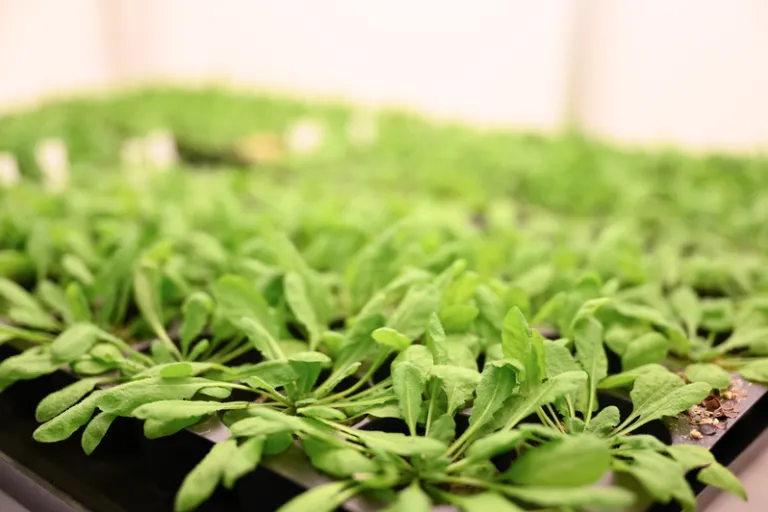 plants