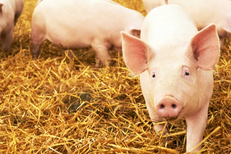 Antibodies for piglets