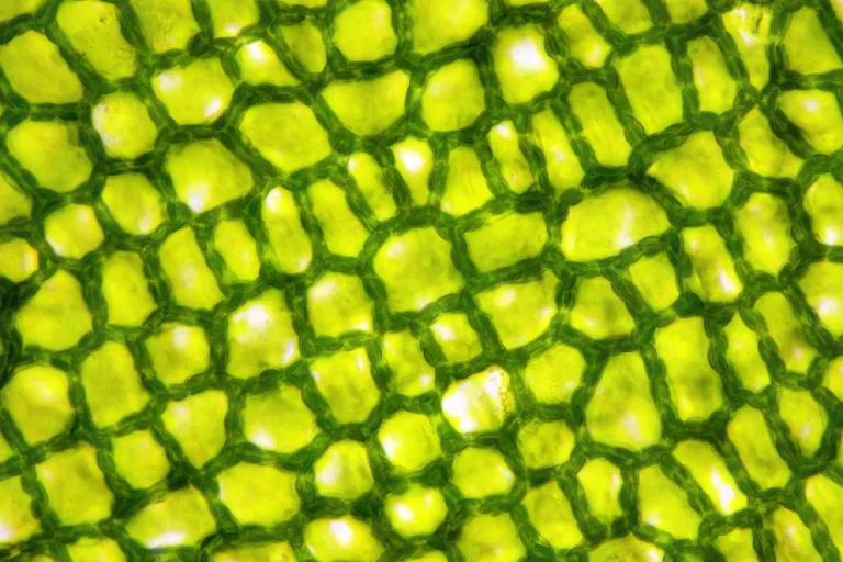 Center for Plant Systems Biology
