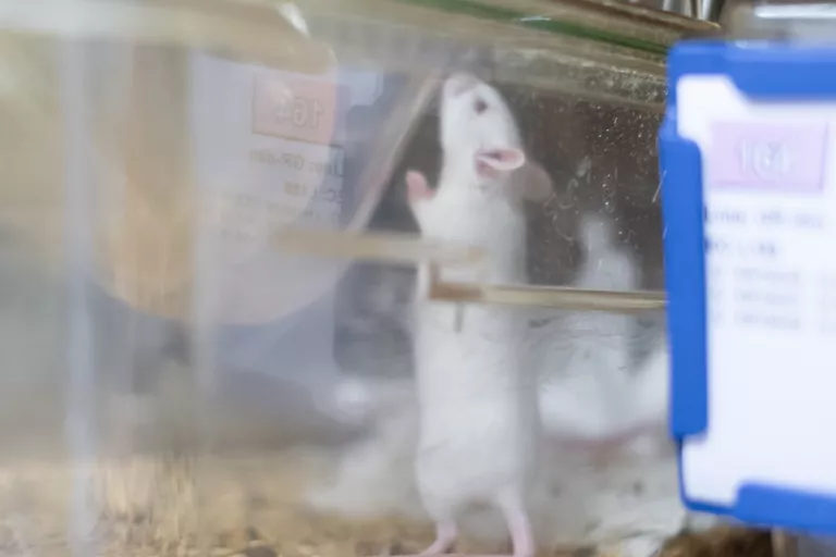 Mouse