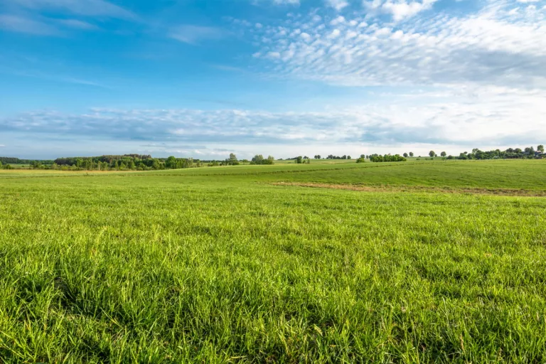 Grassland