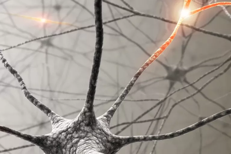 Neurons