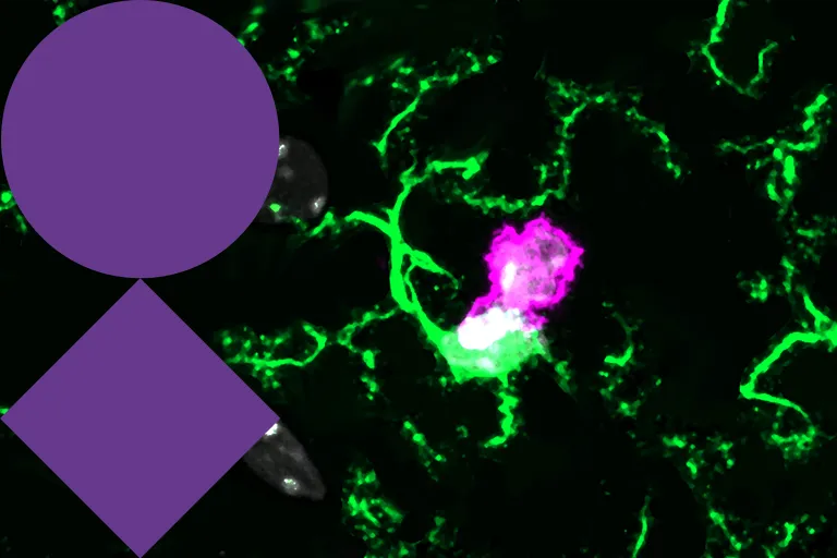 Neuroimmunology