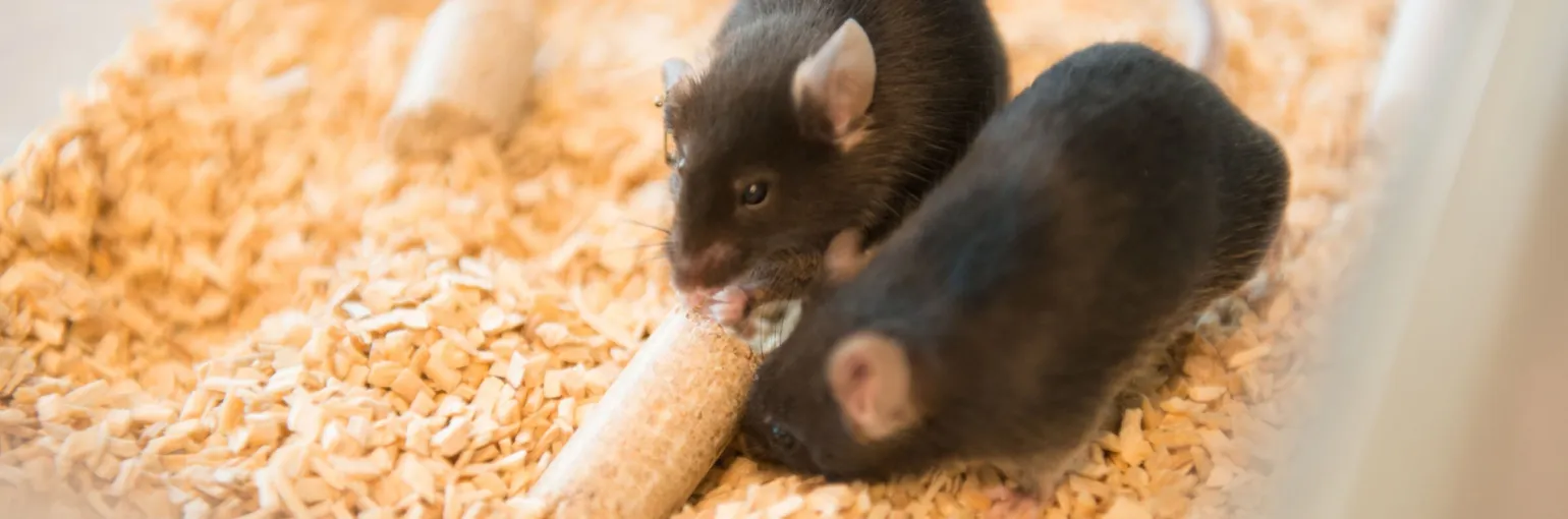 Animal Research