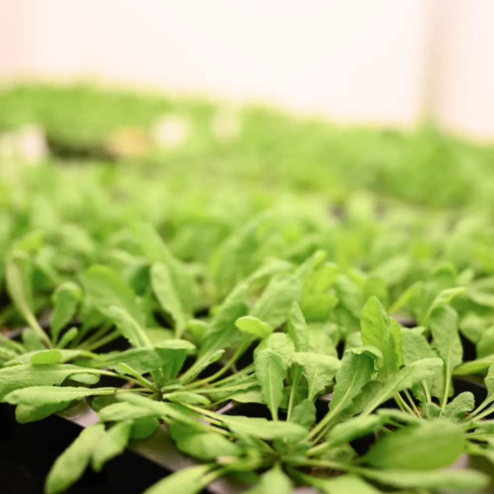 Agroincubator plants